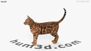 Bengal Cat 3D model by 3DModels.org