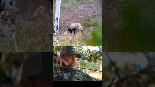 Bull Elk Bow Hunting #bowhunting #elkhunting #deerhunting
