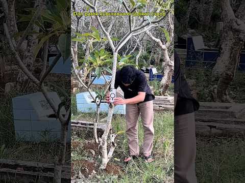 David Sunairi kasih hadiah 50 ribu #shorts #anakdesa #hidupdidesa #minivlog #davidsunairi