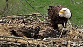 Decorah Eagles - North Nest 30.04.2024