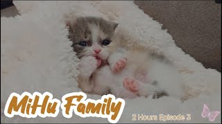 [Cats Diary] 2 hours ver. 'Episode 3' ｜Daily Records, Chill Music, Background, Work, Cat Videos, Cat by Mihu family Take a break 660 views 1 month ago 2 hours, 2 minutes