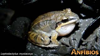 Leptodactylus mystaceus (Rio Claro Farm, Maffei and Ubaid 2014)