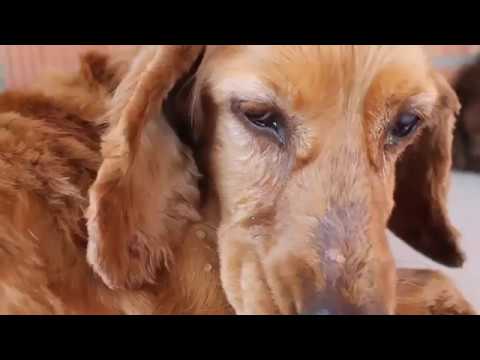 ძაღლი ტირის