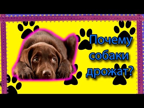 ПОЧЕМУ СОБАКИ ДРОЖАТ? | ИНТЕРЕСНЫЕ ФАКТЫ