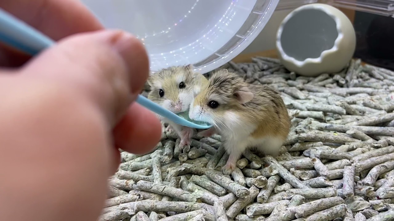 個別紹介 ロボロフスキーハムスターがすくすく成長中 Ferret World