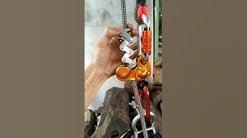 Cách đu dây hái lan bắt ong cưa cây hiệu quả