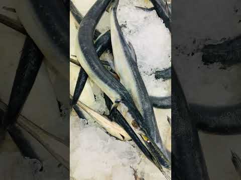 Garfish #shortvideo #asmr