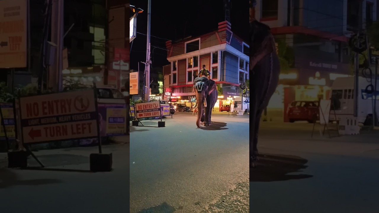 റോഡ് മുറിച്ച് കടന്നുവരുന്ന മൊതലിനെ കണ്ടോ 😱😱😱#shortsfeed #shorts #viral #viralshorts #subscribe