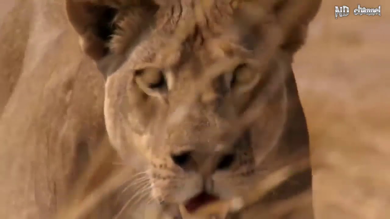 Lion King Defeated By The Strong Buffalos   Buffalo Herd Save Fellow From Lion Pride Hunting