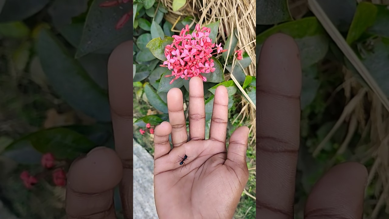 Азиатские жуки, которых вы никогда не видели 