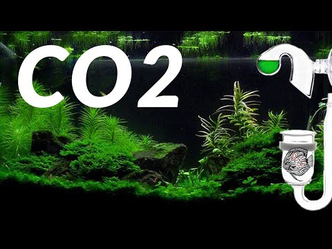Aquarium CO2 - Verwen je aquariumplanten - Complete CO2 uitleg // Aquarium Sunshine's Valley