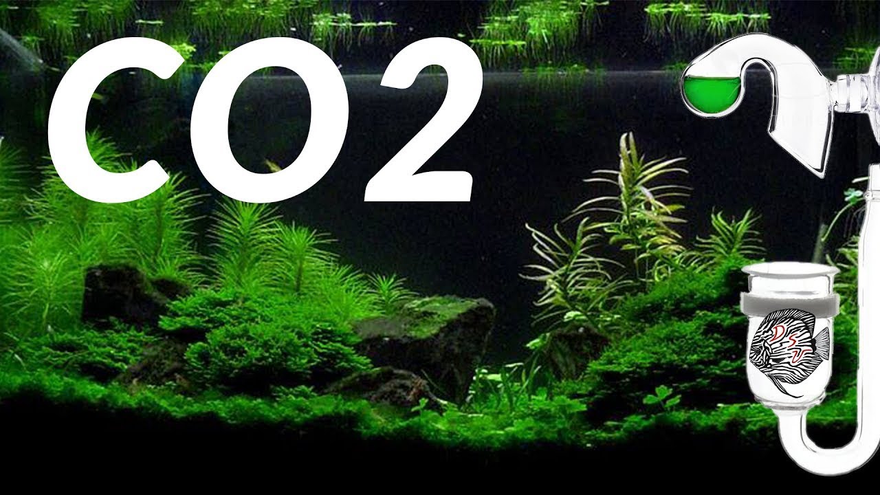 Aquarium CO2 - Verwen je aquariumplanten - Complete CO2 uitleg // Aquarium Valley -