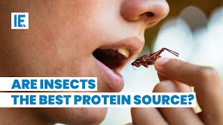 Will We Replace the Meat in Our Diets with Insects?