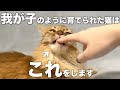 我が子のように育てられた猫だけが見せる行動