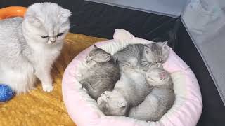 Mom cat guards her kittens' sleep