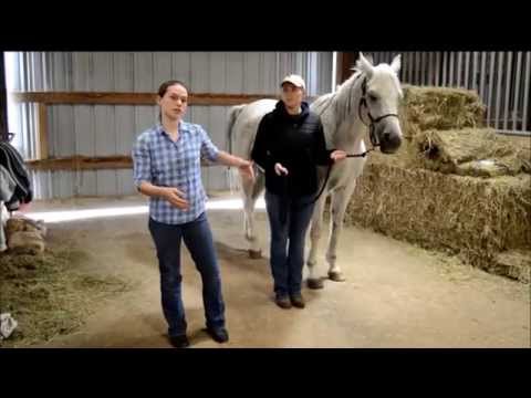 How To: Vollständiges Pferd Health Check
