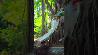 اجمل مناظر طبيعة في العالم صورتها الكاميرا طاووس اشجار ورود زهور غابة براري نبات اعشاب طيور