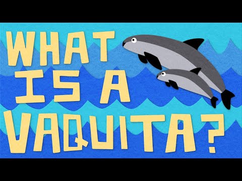 वीडियो: एक Vaquitas जीवनकाल क्या है?