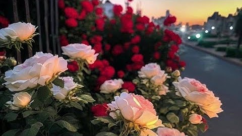 🌷(ص ٧٢ سورة آل عمران) - القارئ الشيخ مشاري راشد العفاسي حفظه الله تعالى ...
