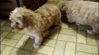 Havapoo Puppies For Sale