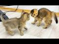 The kittens fight until the mother cat calls them to calm down