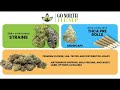 THCA Pounds Wholesale | Master Distributor Pricing Unboxing USA