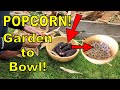 Growing and Popping Your Own Popcorn