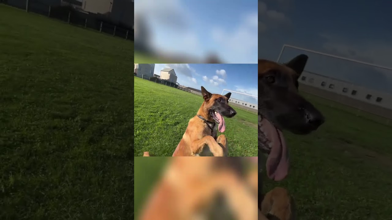 Dog Training Fails! Hilarious Commands & Walks Gone Wrong