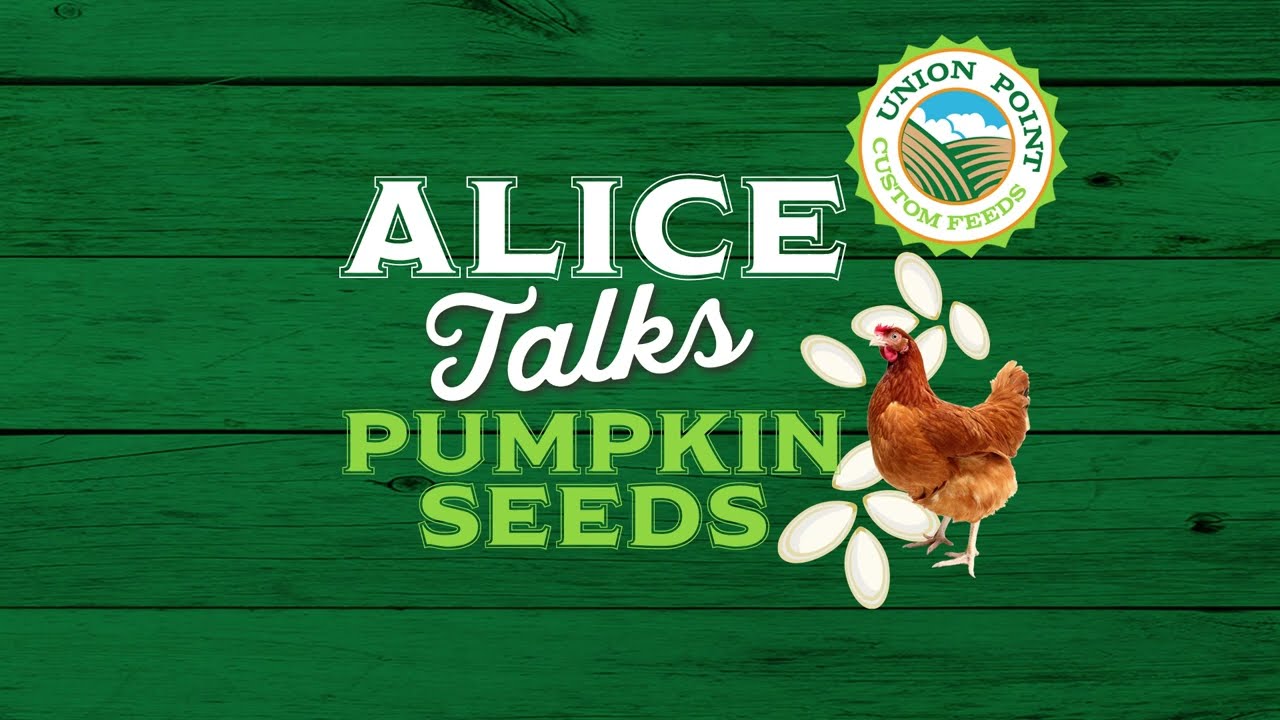 Why Chickens Love Pumpkin Seeds -- And We Do Too