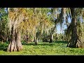 Louisiana swamp   alligators and cypress with spanish moss at lake martin lafayette la