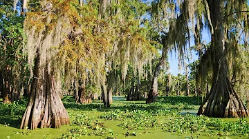 Louisiana Swamp -  Alligators and Cypress with Spanish Moss at Lake Martin, Lafayette LA