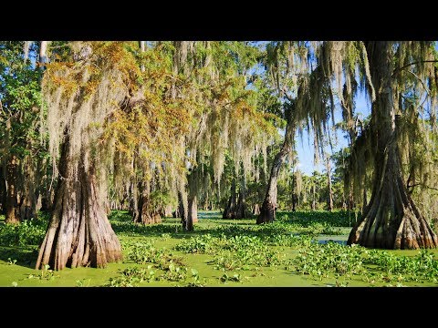 Vídeo: Visiting Lake Martin Swamp a Louisiana