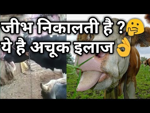 वीडियो: गाय हर समय क्यों चबाती है?