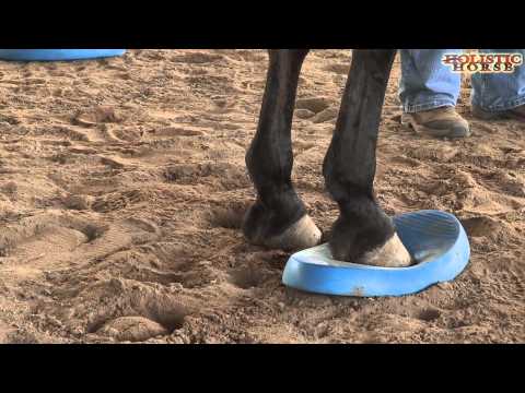 Help for Recovery from Laminitis