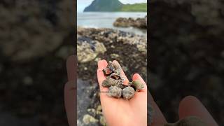 Sea snails in Alaska?? seanails alaska trending shortvideo alaskalife shorts