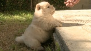 Chow Puppy Cant Jump