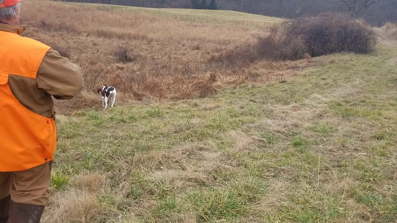 Pheasant hunting YouTube