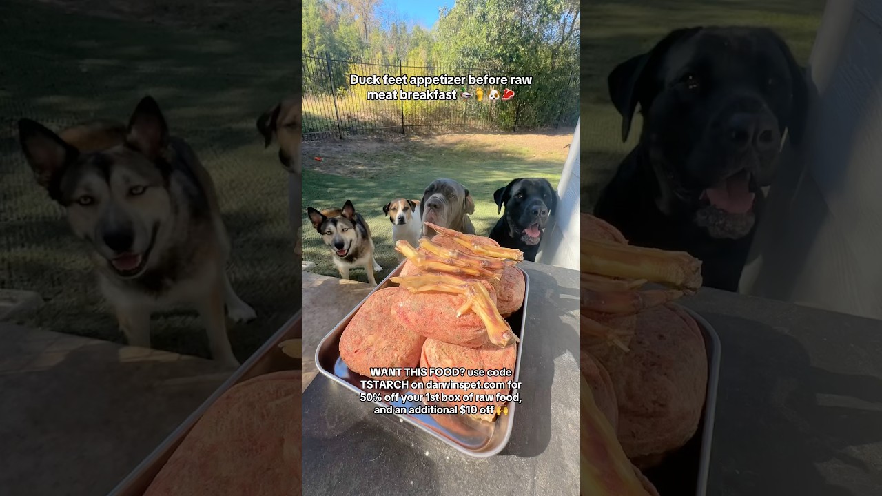 Duck feet appetizer before raw meat breakfast 🦆🦶🐶🥩 #rawfood #rawdogfood #rawfooddiet