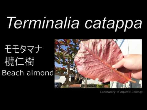 Plants in our Marine Station: 2020-0213:  Terminalia catappa モモタマナ 欖仁樹  Beach almond