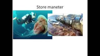 Bio-Torsdag Maneter Vakre, Farlige Og Enkle, Men Forbausende Sofistikerte.