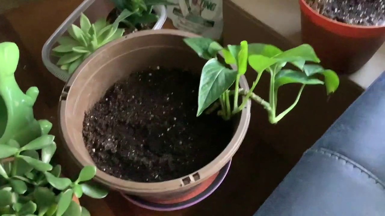 April 9th What Do Plants Need to Survive? YouTube