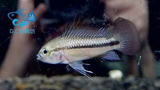 7/26【DC短鯛坊】B藍三線短鯛 No.K1【DwarfCichlid】
