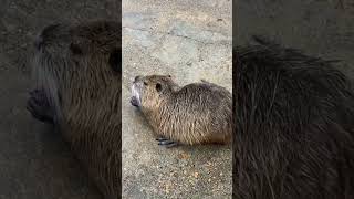 Nutria rats vs. turnip root and rutabaga