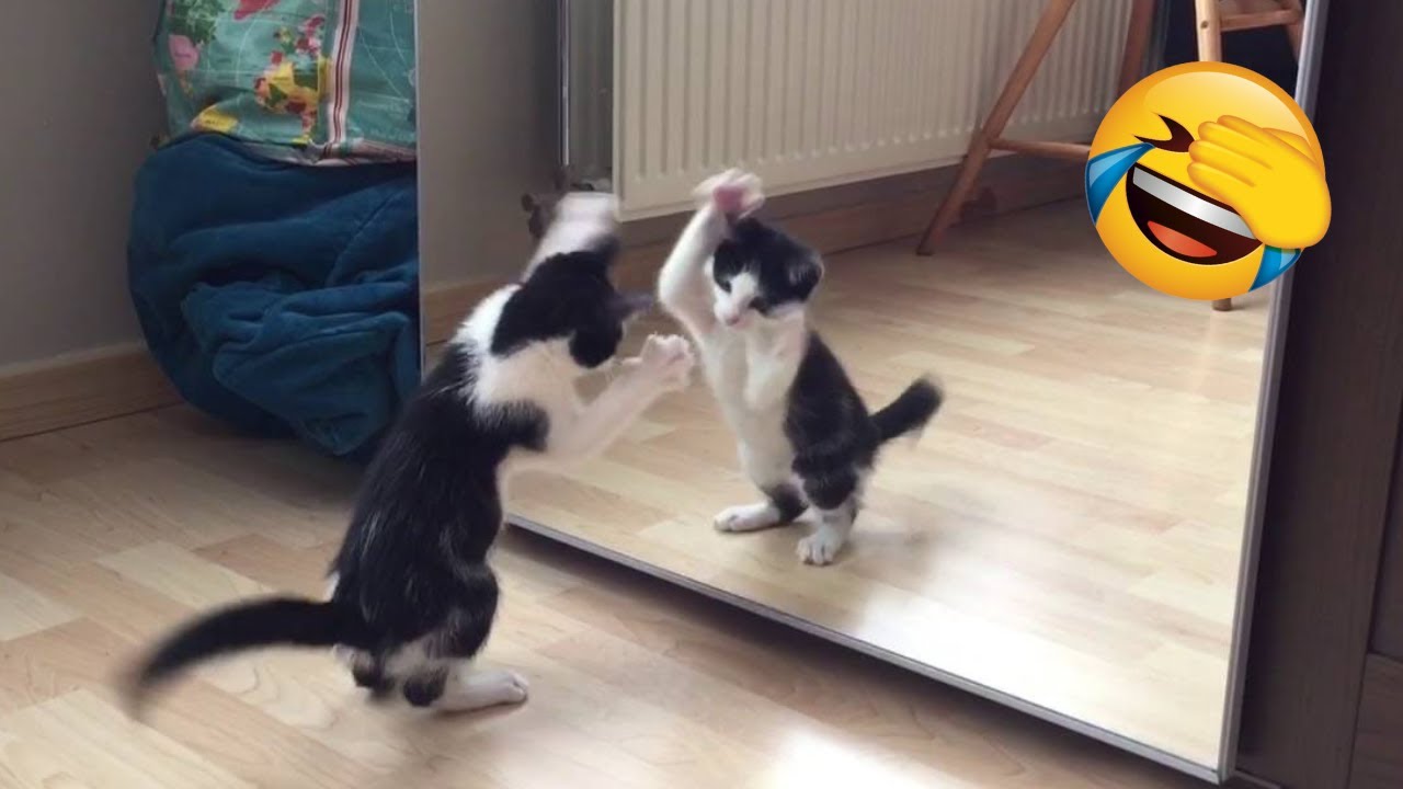 Angry Cat Fight Mirror 😹 Cats VS Mirrors Compilation 😹 Funny Cats ...