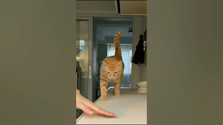 Video 11160451: cutecats baby cats funny, big cat cutecat, funny cute big cats