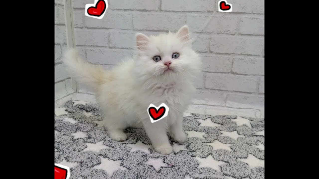 価格の安い【お問い合わせ多数】猫MIX④♂（ペルシャ×スコティッシュ