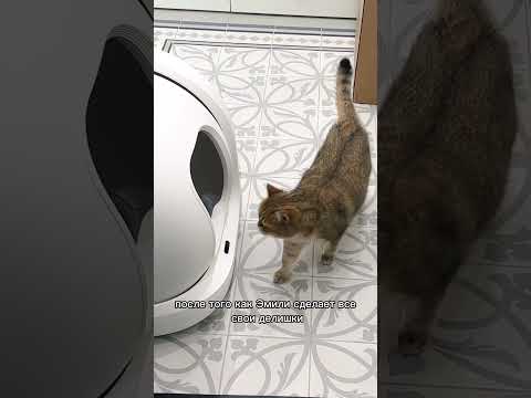 Эмили купили автоматический