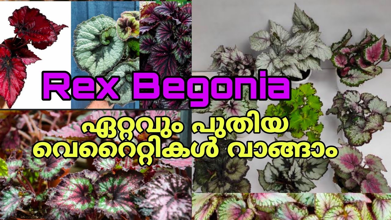 🌿🌱😍Rex Begonia ചെടികളുടെ ഏറ്റവും പുതിയ വെറൈറ്റിസ് ഇതാ 