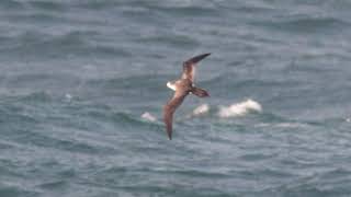 Hawaiian Storm Petrel - Pterodroma Sandwichensis Slide Show Pelagic Cruise