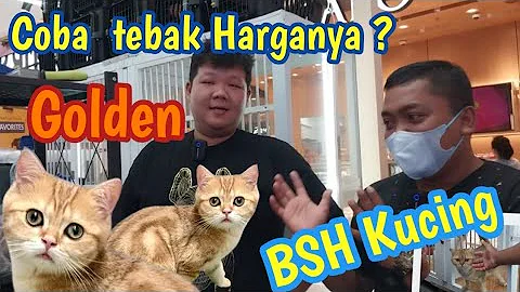 Video 9255781: british shorthair munchkin, kucing, cattery